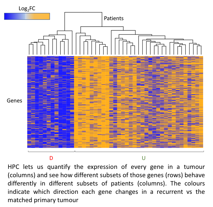 A gene heatmap showing gene activation levels between different cohorts of patients.